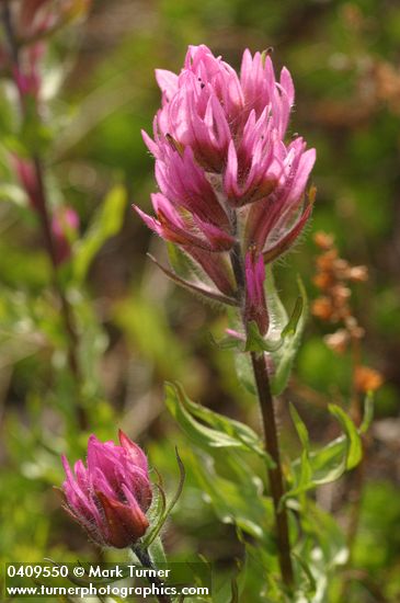 Olympic Indian Paintbrush