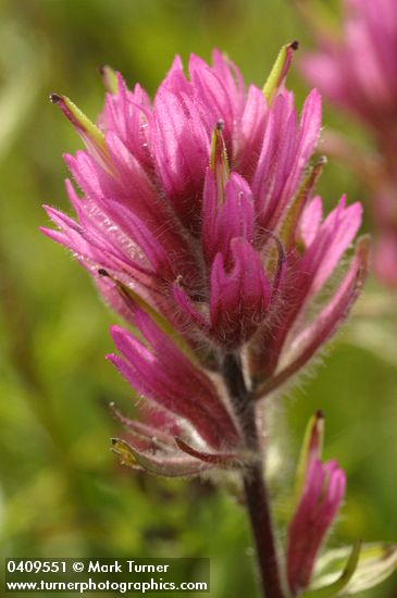 Olympic Indian Paintbrush bracts & blossoms detail
