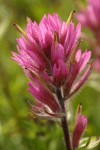 Olympic Indian Paintbrush bracts & blossoms detail