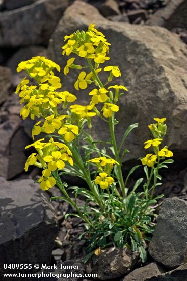 Cascade Wallflower