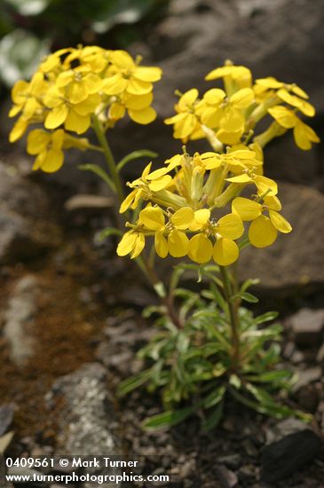 Cascade Wallflower