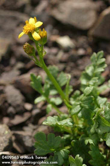 Flett's Groundsel