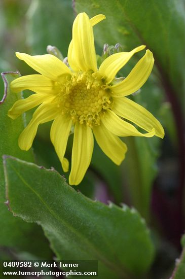 Olympic Mountain Groundsel blossom & foliage detail