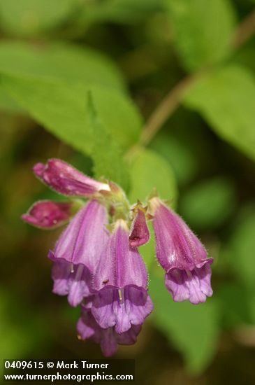 Woodland Penstemon