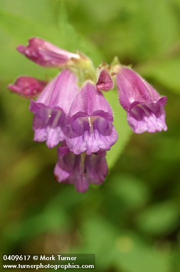 Woodland Penstemon