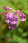 Woodland Penstemon