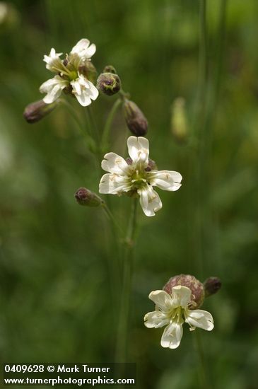 Douglas's Catchfly blossoms