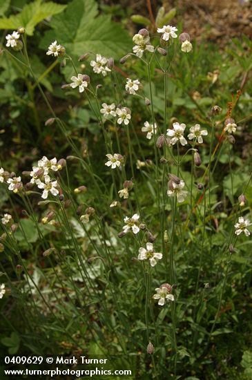Douglas's Catchfly