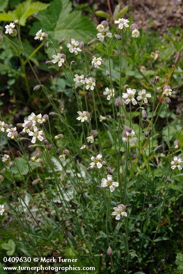 Douglas's Catchfly