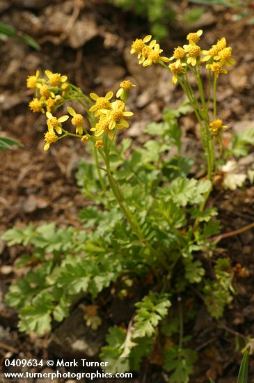 Flett's Groundsel