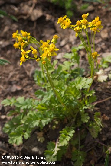 Flett's Groundsel
