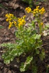 Flett's Groundsel