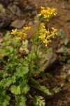 Flett's Groundsel