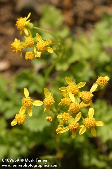 Flett's Groundsel blossoms
