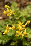 Flett's Groundsel blossoms