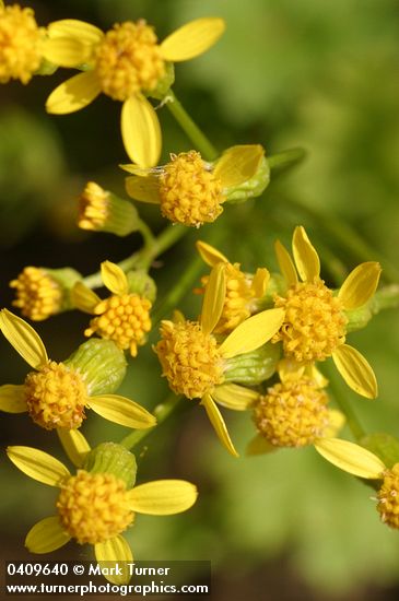 Flett's Groundsel blossoms detail