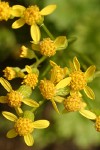 Flett's Groundsel blossoms detail