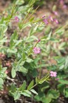 Oregon Willowherb