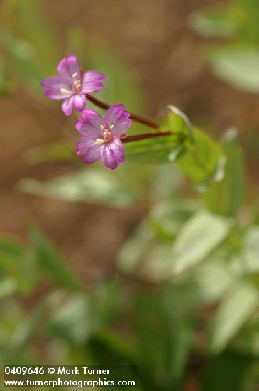 Oregon Willowherb blossoms & foliage detail