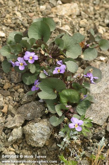 Olympic Violet (Flett's Violet)