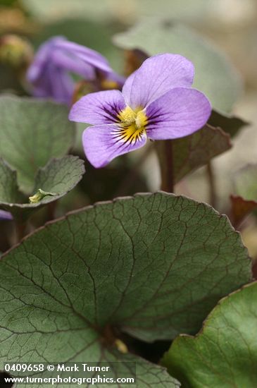 Olympic Violet (Flett's Violet) blossom & foliage detail