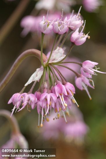 Nodding Onion blossoms detail