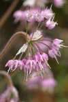Nodding Onion blossoms detail
