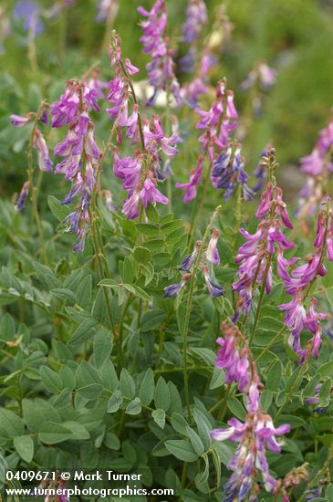 Western Sweetvetch