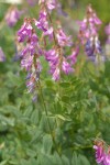 Western Sweetvetch