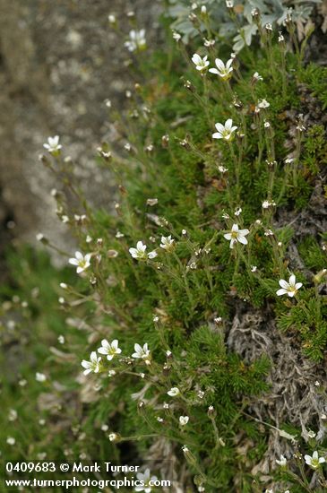 Alpine sandwort