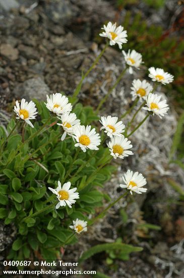 Olympic Mountain Fleabane
