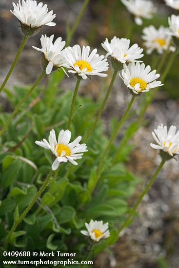 Olympic Mountain Fleabane