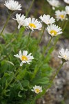 Olympic Mountain Fleabane