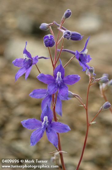 Rockslide Delphinium blossoms
