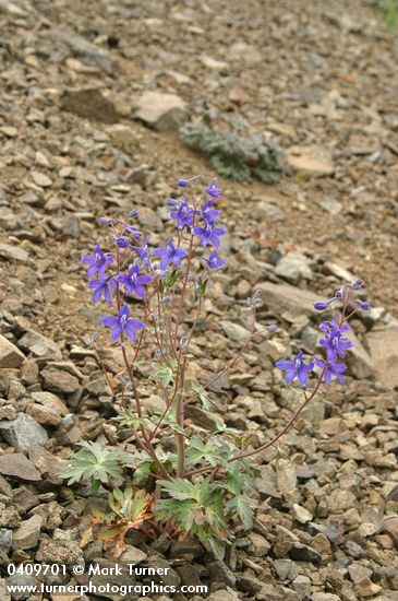 Rockslide Delphinium