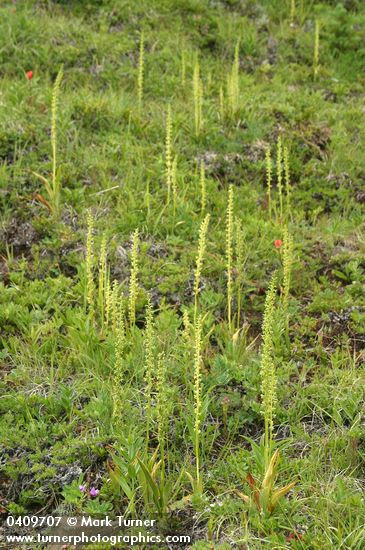 Short-spurred Rein Orchids