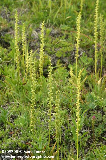 Short-spurred Rein Orchids