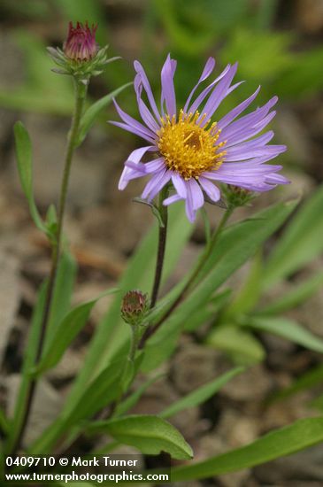Leafy Aster
