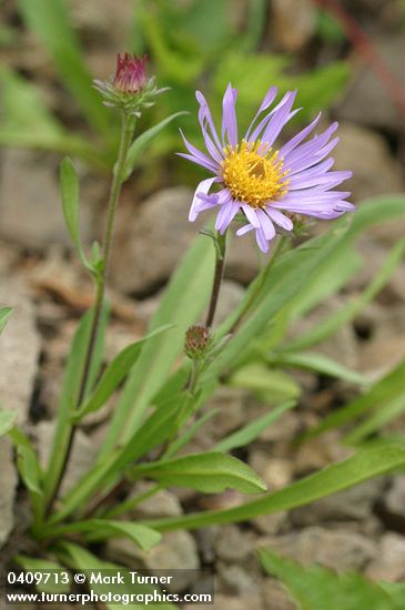 Leafy Aster