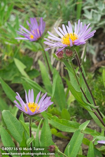 Leafy Aster