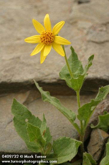 Soft Arnica blossom & foliage
