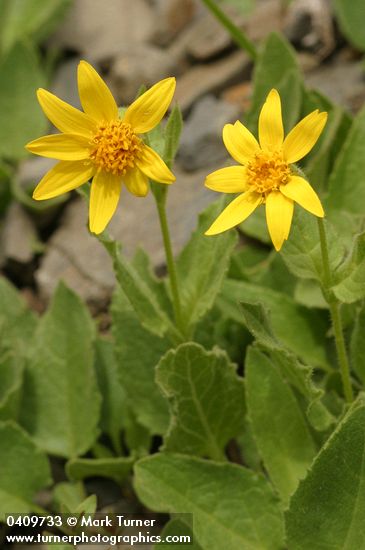 Soft Arnica
