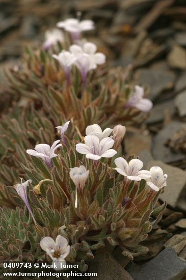 Alpine Collomia