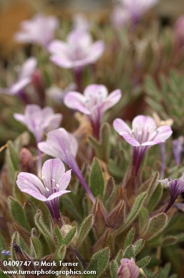 Alpine Collomia blossoms & foliage detail