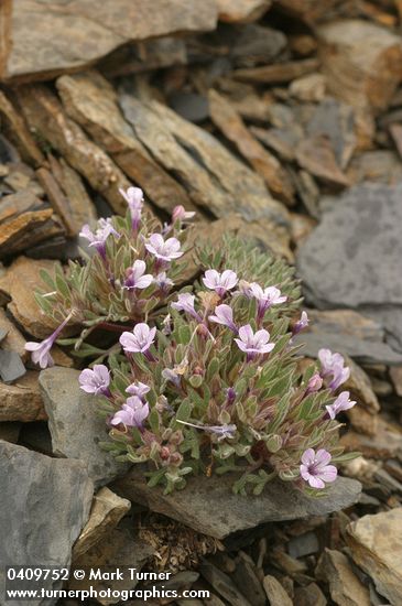 Alpine Collomia