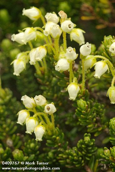 Yellow Heather blossoms & foliage detail
