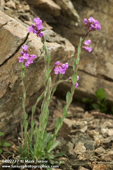 Lyall's Rockcress