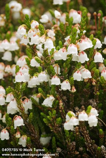 White Heather blossoms & foliage