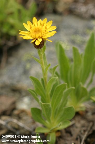 Lyall's Goldenweed