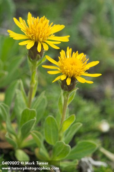 Lyall's Goldenweed